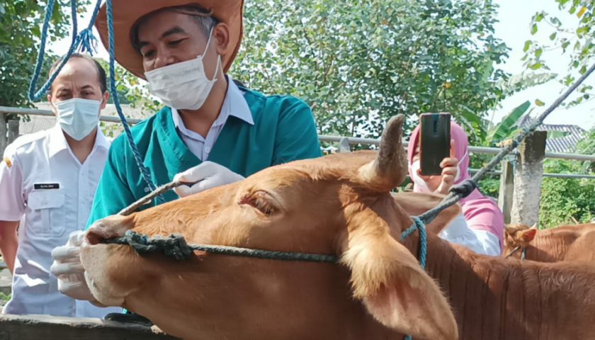 Pencegahan Penyakit Mulut dan Kuku, Petugas Pantau Pasar Hewan Kota Kediri