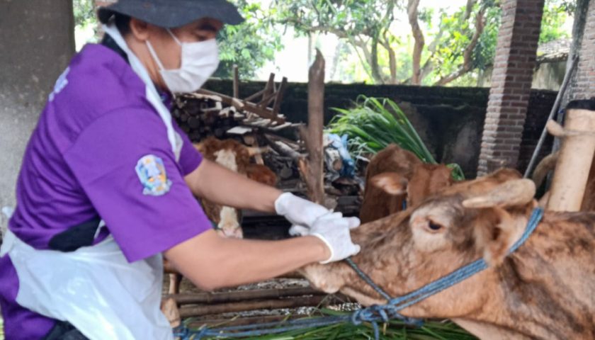 Jelang Idul Qurban, DKPP Kota Kediri Blusukan Pantau Kandang Peternak Cegah Perluasan PMK