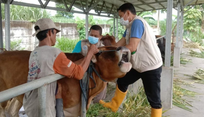 Vaksinasi Jalan Terus, Perkembangan Wabah Penyakit Mulut dan Kuku di Kota Kediri Alami Tren Positif